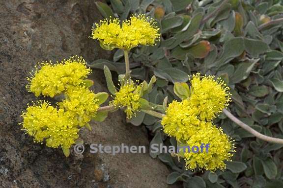 eriogonum jamesii var flavum 1 graphic